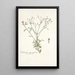 Eupatorium myosotifolium - Nikolaus Joseph Freiherr von Jacquin — gerahmtes Bild an der Wand