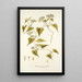 Eupatorium scandens - Nikolaus Joseph Freiherr von Jacquin — gerahmtes Bild an der Wand