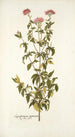 Eupatorium syriacum - Nikolaus Joseph Freiherr von Jacquin — Ansicht des Kunstwerks