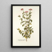 Eupatorium syriacum - Nikolaus Joseph Freiherr von Jacquin — gerahmtes Bild an der Wand