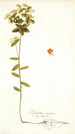 Euphorbia angulata - Nikolaus Joseph Freiherr von Jacquin — Ansicht des Kunstwerks