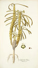 Euphorbia clava - Nikolaus Joseph Freiherr von Jacquin — Ansicht des Kunstwerks