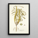 Euphorbia clava - Nikolaus Joseph Freiherr von Jacquin — gerahmtes Bild an der Wand