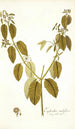 Euphorbia nudiflora - Nikolaus Joseph Freiherr von Jacquin — Ansicht des Kunstwerks