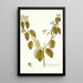 Euphorbia nudiflora - Nikolaus Joseph Freiherr von Jacquin — gerahmtes Bild an der Wand