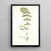 Euphorbia pilulifera - Nikolaus Joseph Freiherr von Jacquin — gerahmtes Bild an der Wand