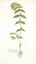Euphorbia pilulifera - Nikolaus Joseph Freiherr von Jacquin — Ansicht des Kunstwerks