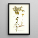 Euphorbia serrata - Nikolaus Joseph Freiherr von Jacquin — gerahmtes Bild an der Wand