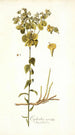 Euphorbia serrata - Nikolaus Joseph Freiherr von Jacquin — Ansicht des Kunstwerks