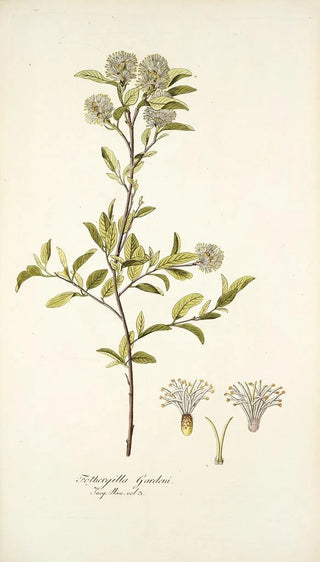 Nikolaus Joseph Freiherr von Jacquin - Fothergilla gardeni.webp