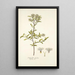Fothergilla gardeni - Nikolaus Joseph Freiherr von Jacquin — gerahmtes Bild an der Wand