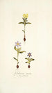 Galaxia ovata - Nikolaus Joseph Freiherr von Jacquin — Ansicht des Kunstwerks
