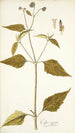Galea aspera - Nikolaus Joseph Freiherr von Jacquin — Ansicht des Kunstwerks