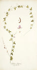 Galega filiformis - Nikolaus Joseph Freiherr von Jacquin — Ansicht des Kunstwerks
