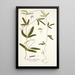 Galega longifolia - Nikolaus Joseph Freiherr von Jacquin — gerahmtes Bild an der Wand