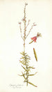 Gaura fruticosa - Nikolaus Joseph Freiherr von Jacquin — Ansicht des Kunstwerks