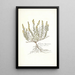 Genista hispanica - Nikolaus Joseph Freiherr von Jacquin — gerahmtes Bild an der Wand