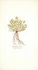 Genista sericea - Nikolaus Joseph Freiherr von Jacquin — Ansicht des Kunstwerks