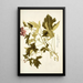 Geranium glutinosum - Nikolaus Joseph Freiherr von Jacquin — gerahmtes Bild an der Wand