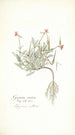 Geranium ovatum - Nikolaus Joseph Freiherr von Jacquin — Ansicht des Kunstwerks