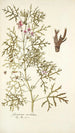 Geranium revolutum - Nikolaus Joseph Freiherr von Jacquin — Ansicht des Kunstwerks