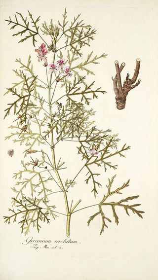 Nikolaus Joseph Freiherr von Jacquin - Geranium revolutum.webp