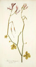 Geranium tetragonum - Nikolaus Joseph Freiherr von Jacquin — Ansicht des Kunstwerks