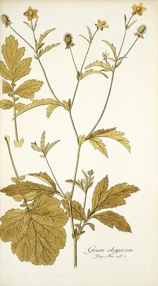 Nikolaus Joseph Freiherr von Jacquin - Geum aleppicum.webp