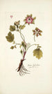 Geum hybridum - Nikolaus Joseph Freiherr von Jacquin — Ansicht des Kunstwerks