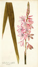 Gladioli iridifolii - Nikolaus Joseph Freiherr von Jacquin — Ansicht des Kunstwerks