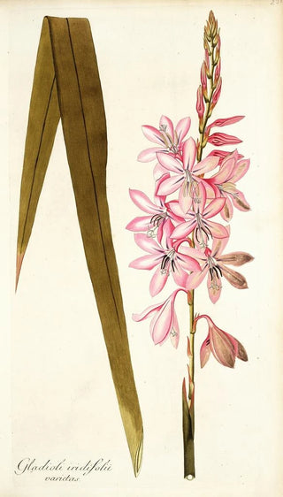 Nikolaus Joseph Freiherr von Jacquin - Gladioli iridifolii.webp