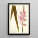 Gladioli iridifolii - Nikolaus Joseph Freiherr von Jacquin — gerahmtes Bild an der Wand