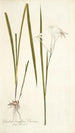 Gladioli longiflori varietas - Nikolaus Joseph Freiherr von Jacquin — Ansicht des Kunstwerks