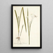 Gladioli longiflori varietas - Nikolaus Joseph Freiherr von Jacquin — gerahmtes Bild an der Wand