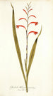 Gladioli meriani varietas - Nikolaus Joseph Freiherr von Jacquin — Ansicht des Kunstwerks