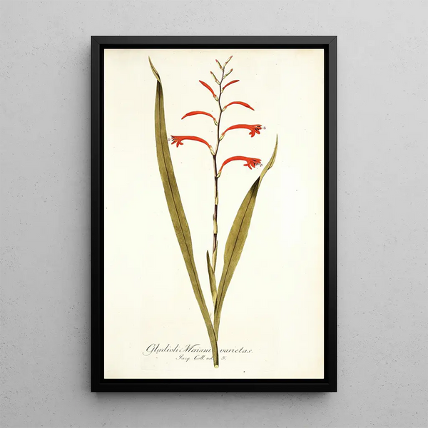 Nikolaus Joseph Freiherr von Jacquin - Gladioli meriani varietas.webp