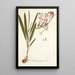 Gladioli tubati varietas - Nikolaus Joseph Freiherr von Jacquin — gerahmtes Bild an der Wand