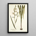 Gladiolus alatus - Nikolaus Joseph Freiherr von Jacquin — gerahmtes Bild an der Wand