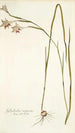 Gladiolus angustus - Nikolaus Joseph Freiherr von Jacquin — Ansicht des Kunstwerks