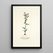 Gladiolus fissifolius - Nikolaus Joseph Freiherr von Jacquin — gerahmtes Bild an der Wand