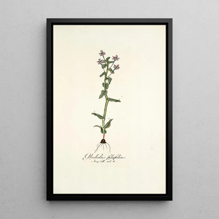 Nikolaus Joseph Freiherr von Jacquin - Gladiolus fissifolius.webp