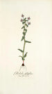 Gladiolus fissifolius - Nikolaus Joseph Freiherr von Jacquin — Ansicht des Kunstwerks