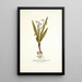 Gladiolus floribundus - Nikolaus Joseph Freiherr von Jacquin — gerahmtes Bild an der Wand