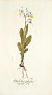 Gladiolus galeatus - Nikolaus Joseph Freiherr von Jacquin — Ansicht des Kunstwerks