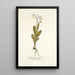 Gladiolus galeatus - Nikolaus Joseph Freiherr von Jacquin — gerahmtes Bild an der Wand