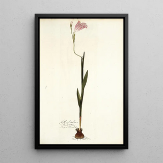 Nikolaus Joseph Freiherr von Jacquin - Gladiolus hirsutus.webp