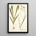 Gladiolus longiflorus - Nikolaus Joseph Freiherr von Jacquin — gerahmtes Bild an der Wand