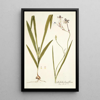 Nikolaus Joseph Freiherr von Jacquin - Gladiolus longiflorus.webp