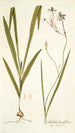 Gladiolus longiflorus - Nikolaus Joseph Freiherr von Jacquin — Ansicht des Kunstwerks