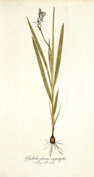 Nikolaus Joseph Freiherr von Jacquin - Gladiolus plicatus angustifolius.webp